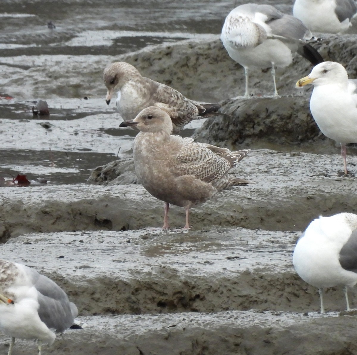 Iceland Gull (Thayer's) - ML627591942