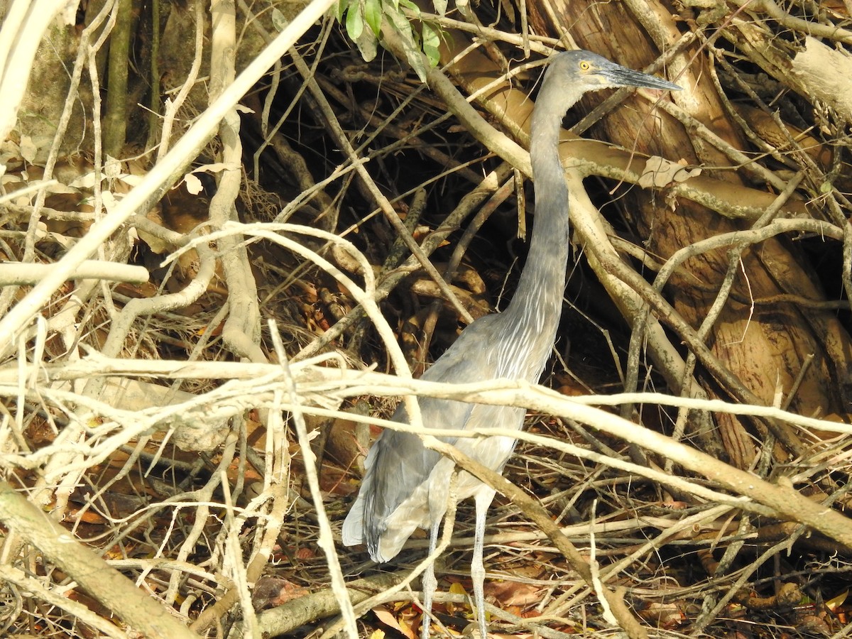 Great-billed Heron - ML627591953