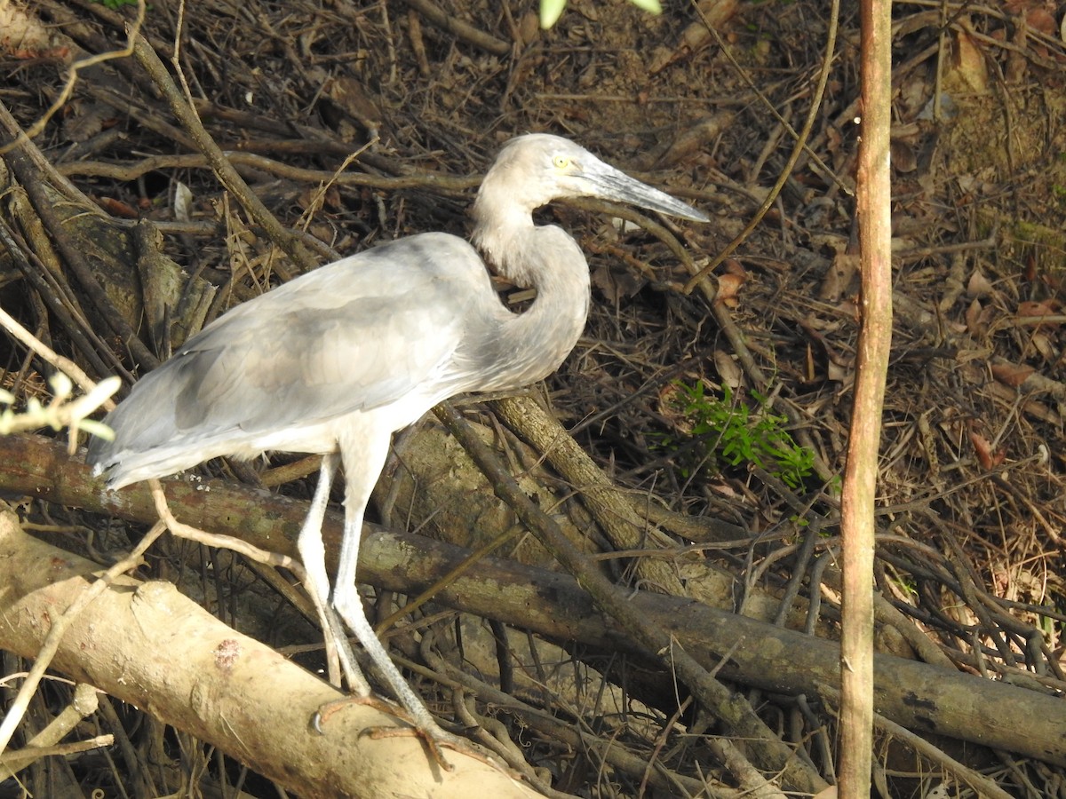 Great-billed Heron - ML627591954