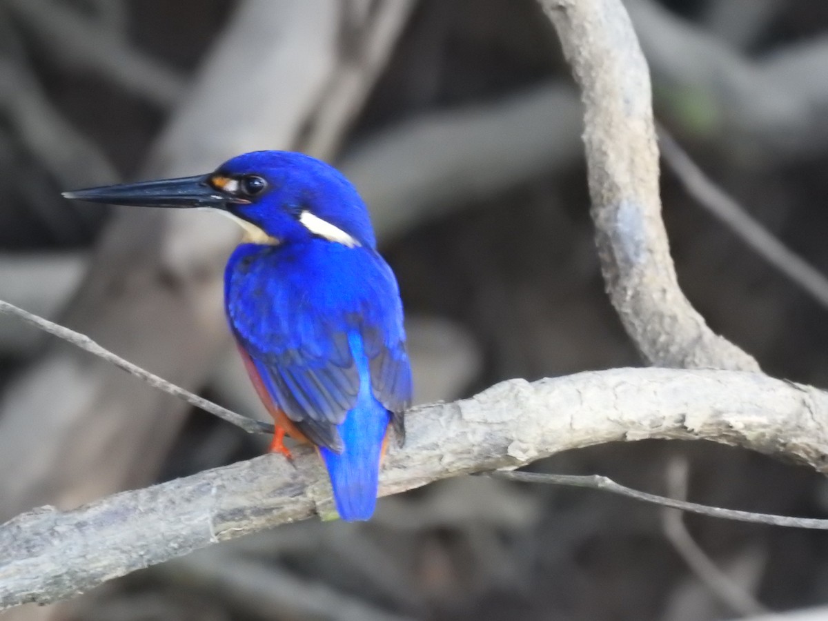 Azure Kingfisher - ML627591977