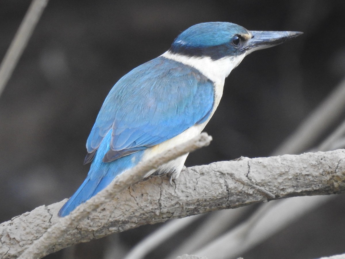 Sacred Kingfisher - ML627591995