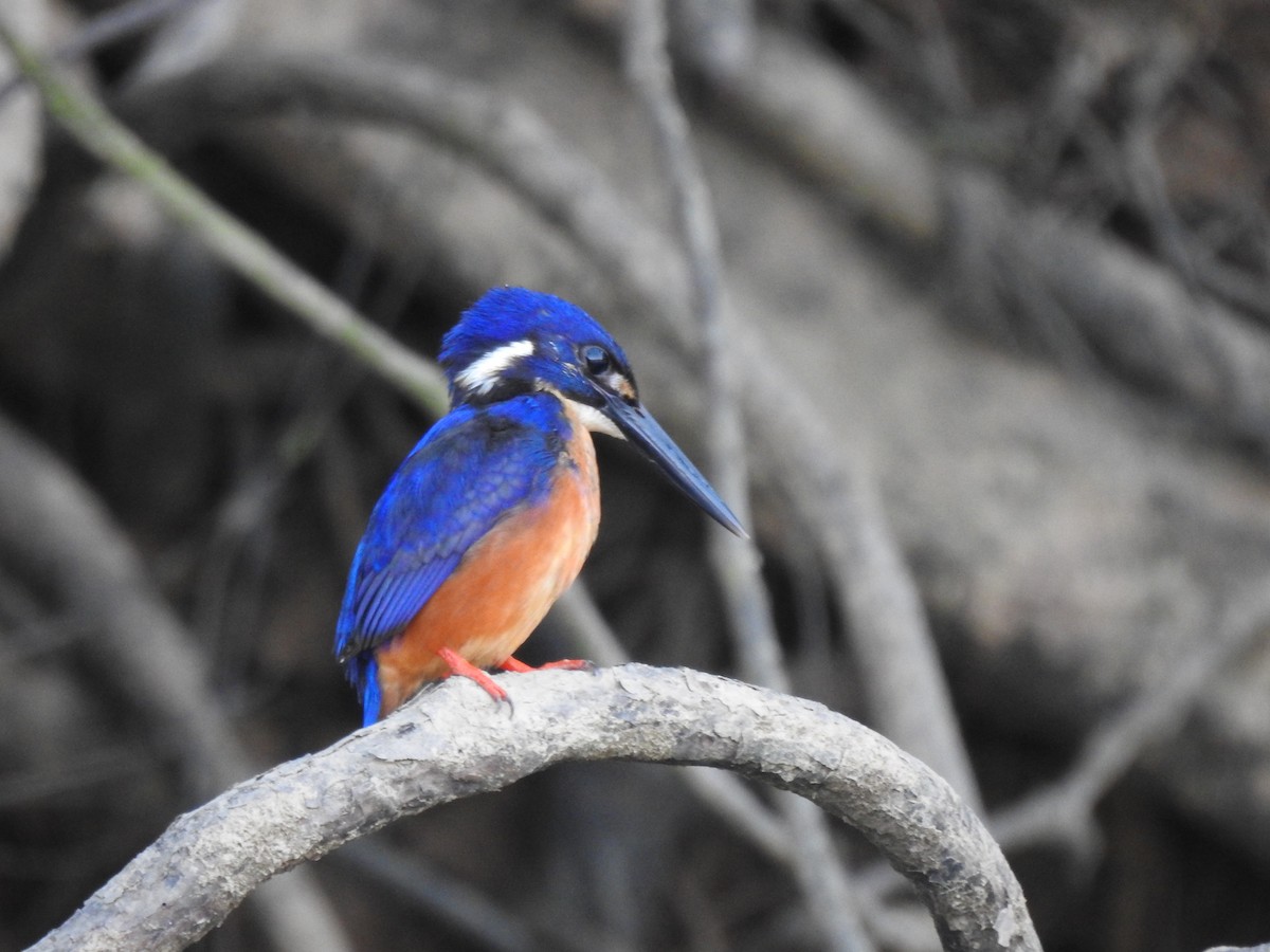 Azure Kingfisher - ML627592037