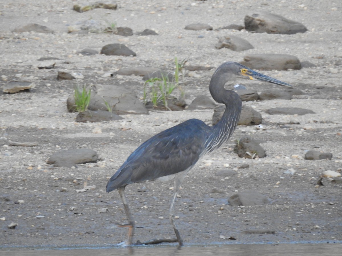 Great-billed Heron - ML627592056