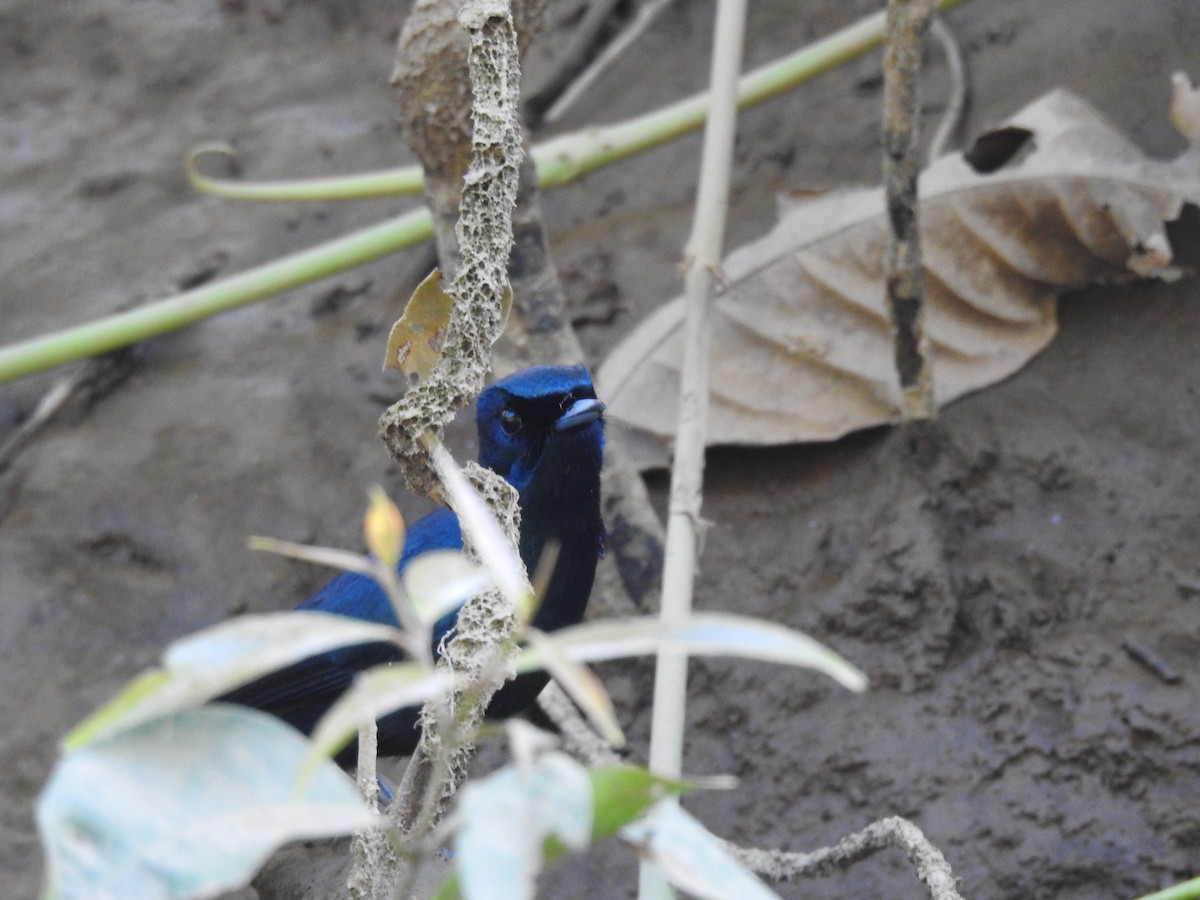 Shining Flycatcher - ML627592080