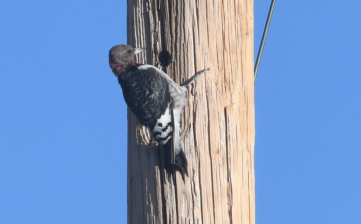 Red-headed Woodpecker - ML627592087