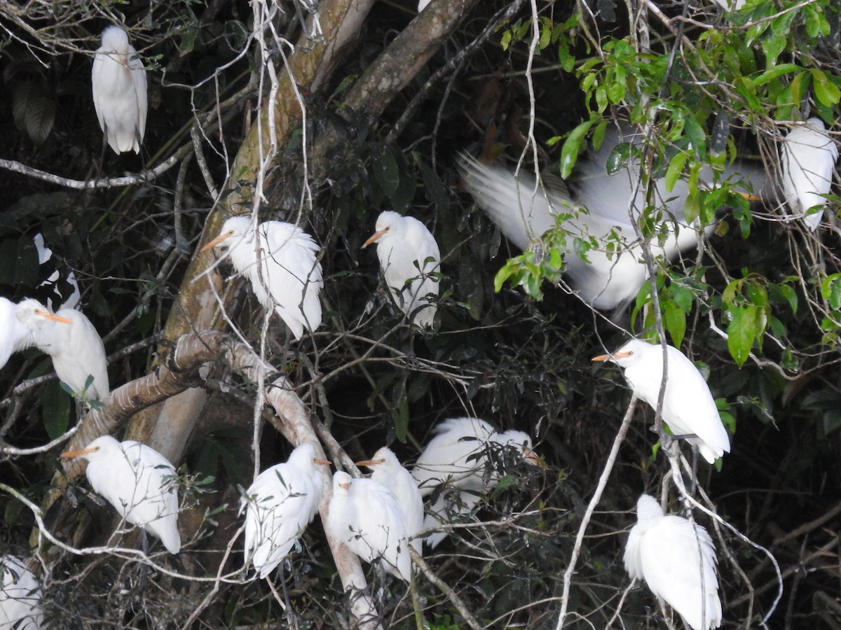 Eastern Cattle-Egret - ML627592094