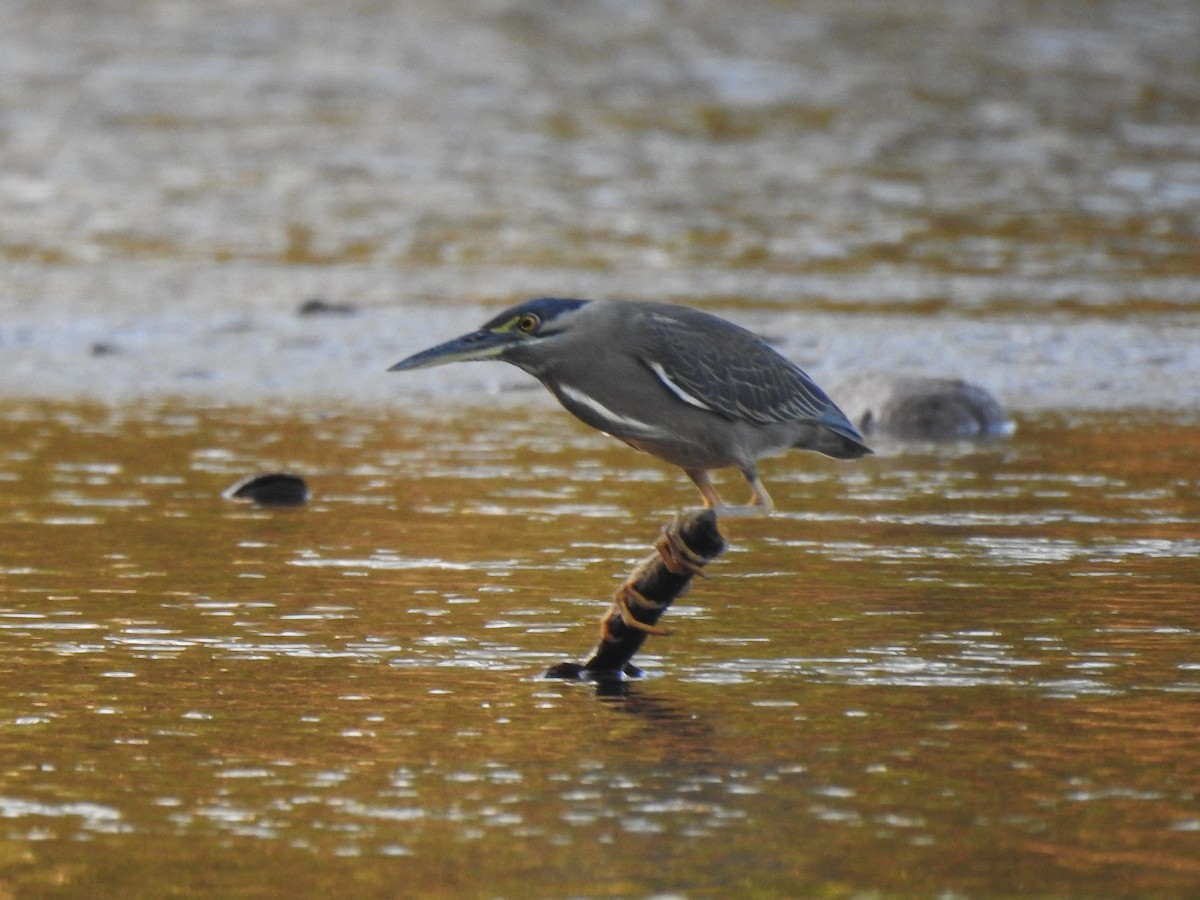 Striated Heron - ML627592124