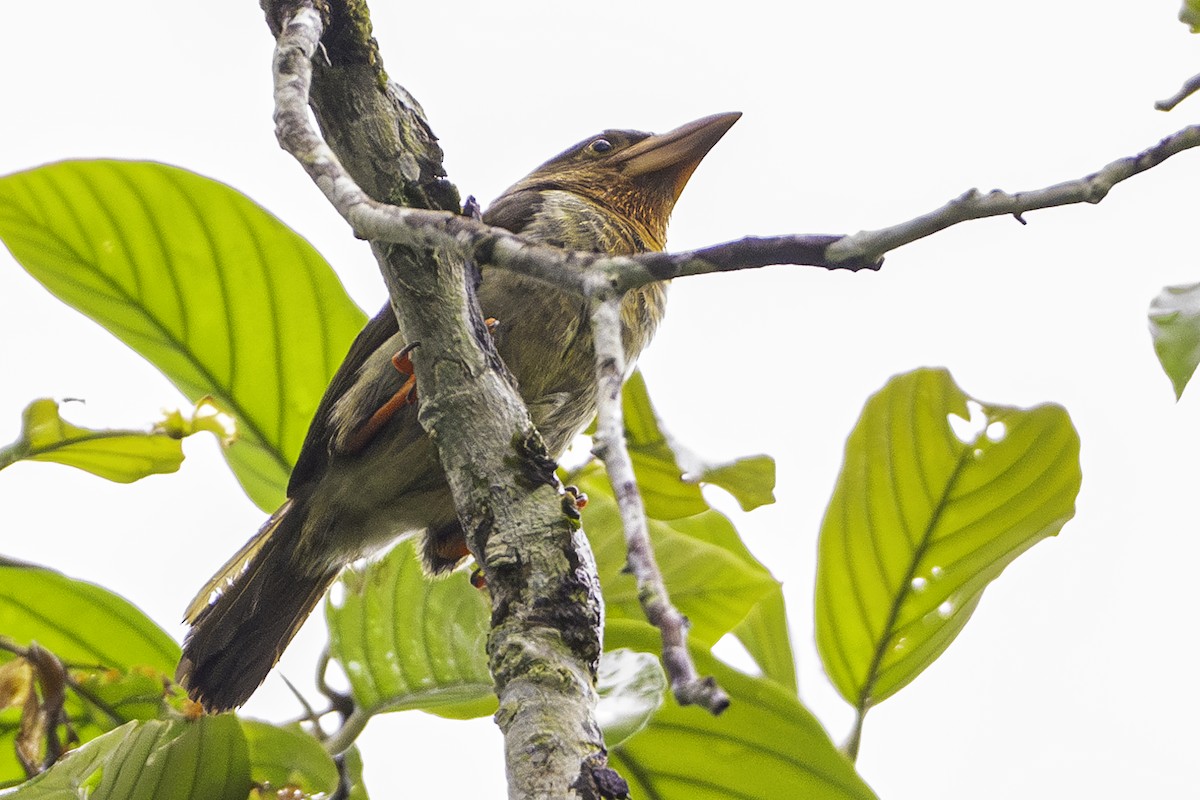 Brown Barbet - ML627592168