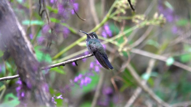 Blue-throated Mountain-gem - ML627592307