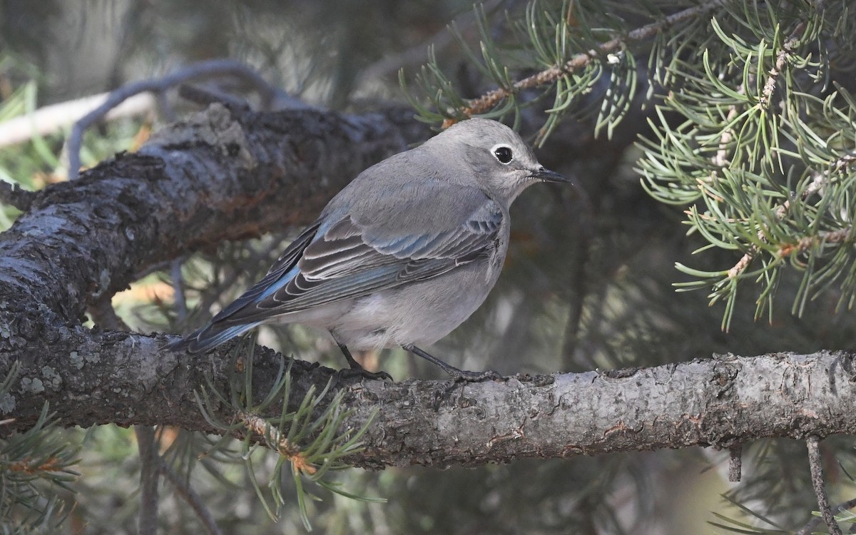 Mountain Bluebird - ML627592397