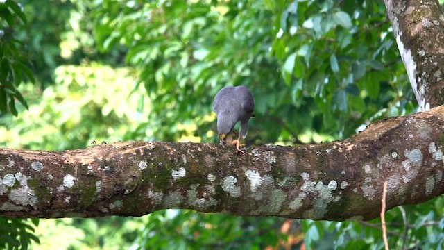 Gray Hawk - ML627592417