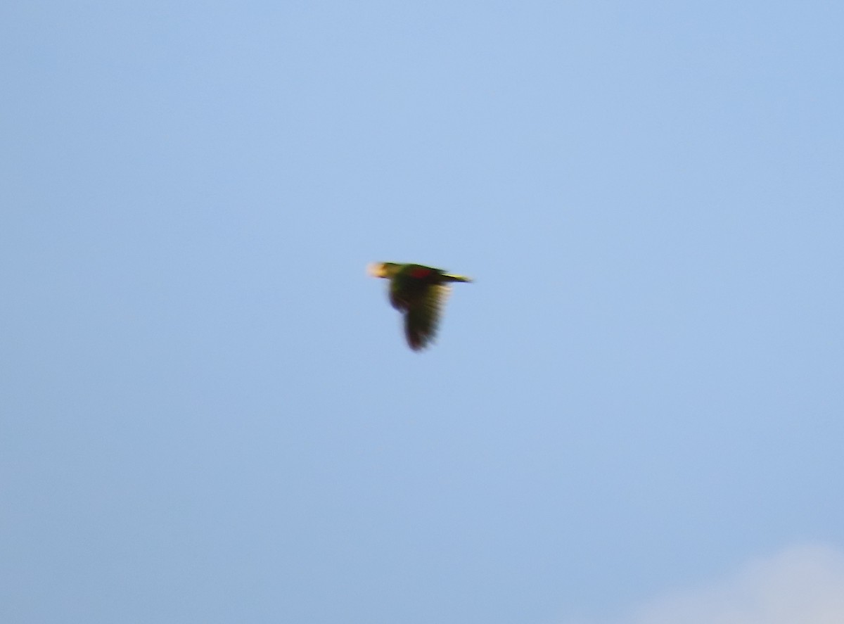 Yellow-headed Amazon - ML627592455