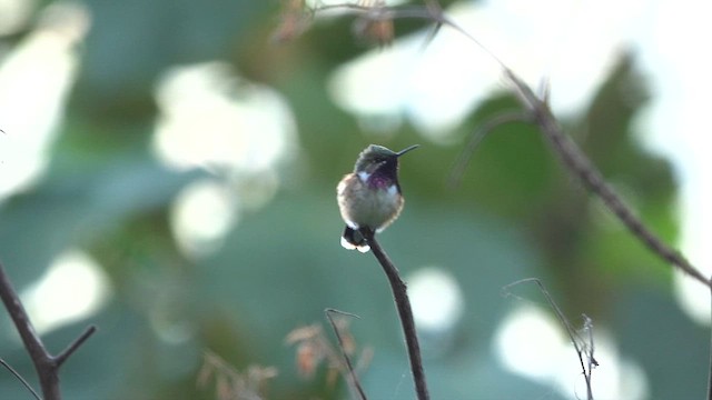 Bumblebee Hummingbird - ML627592529