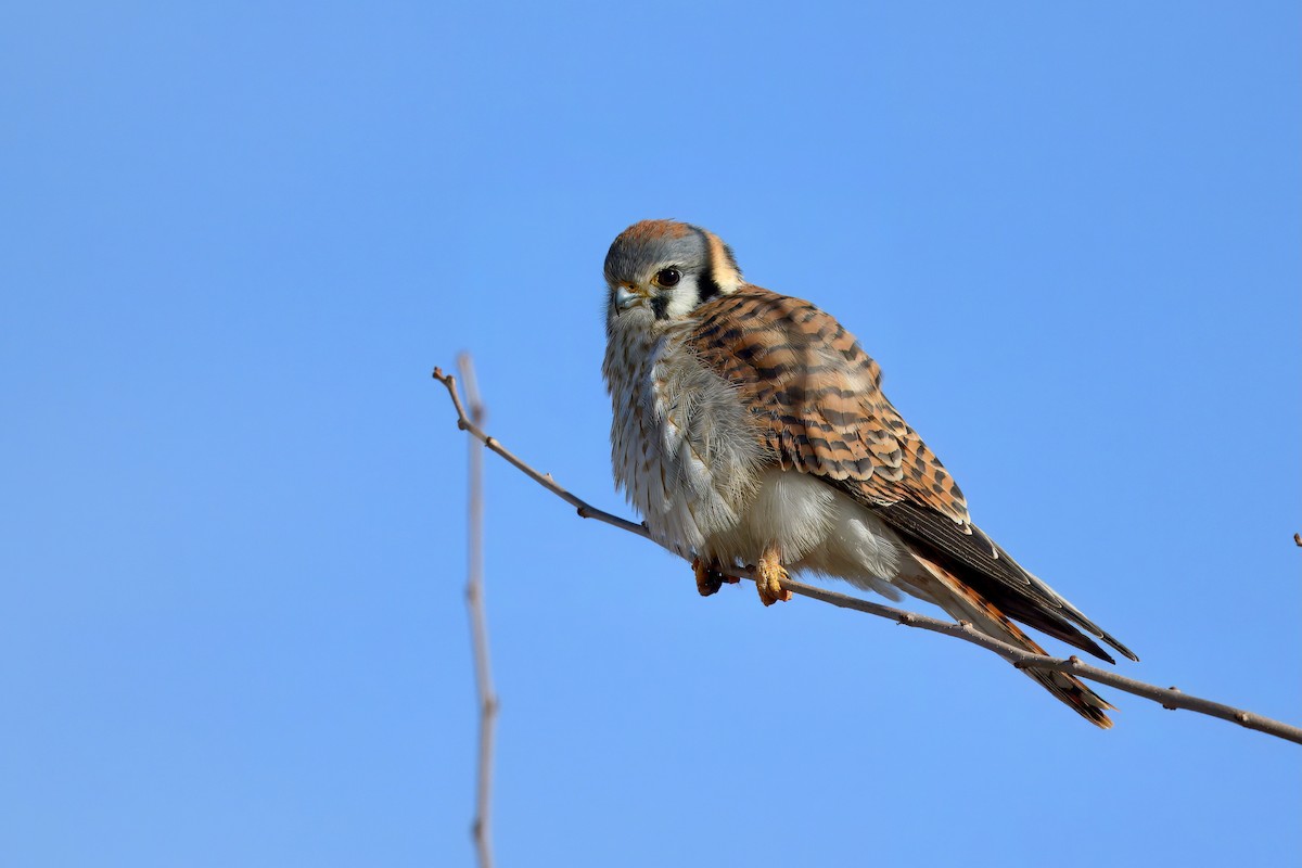 American Kestrel - ML627592563