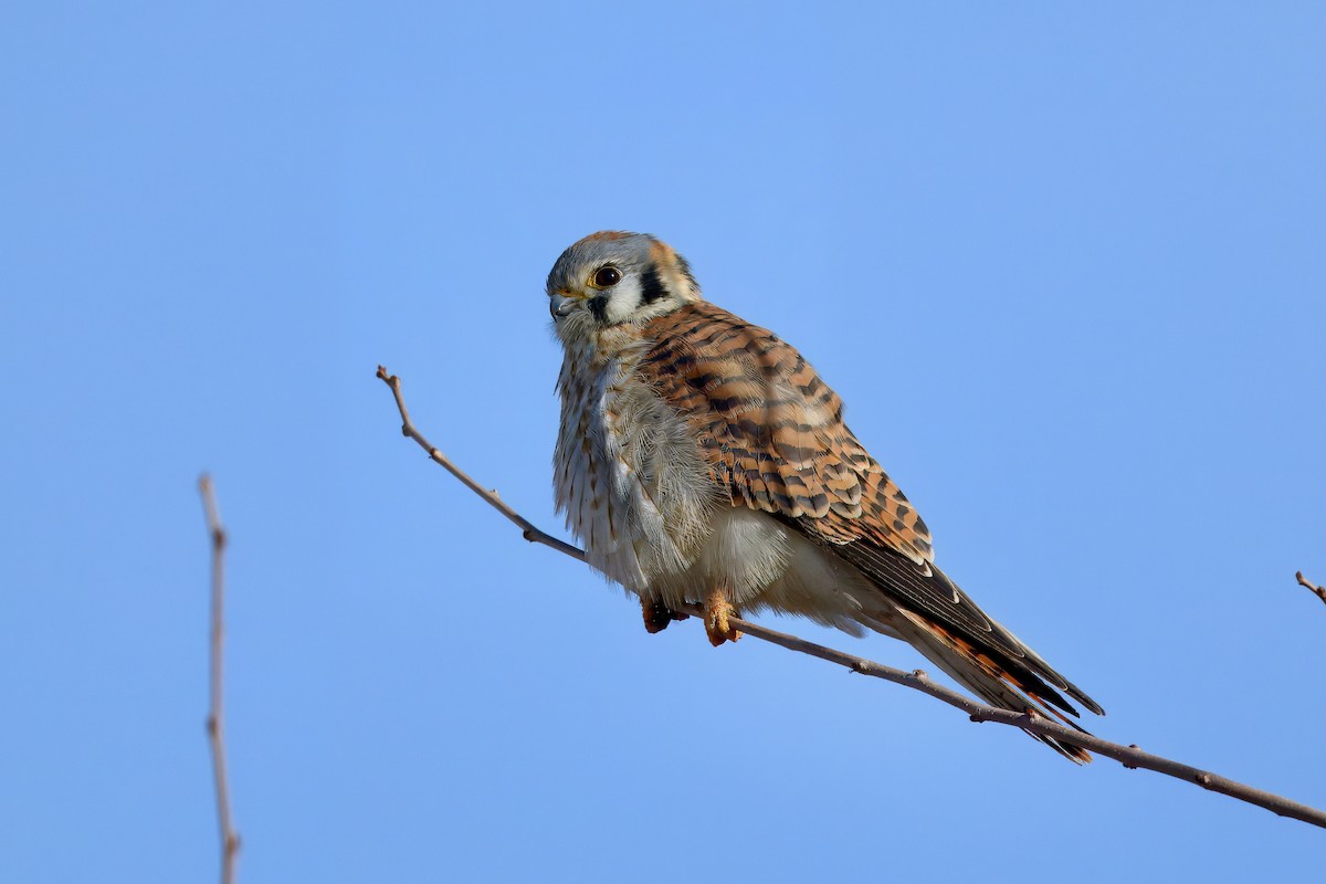 American Kestrel - ML627592566