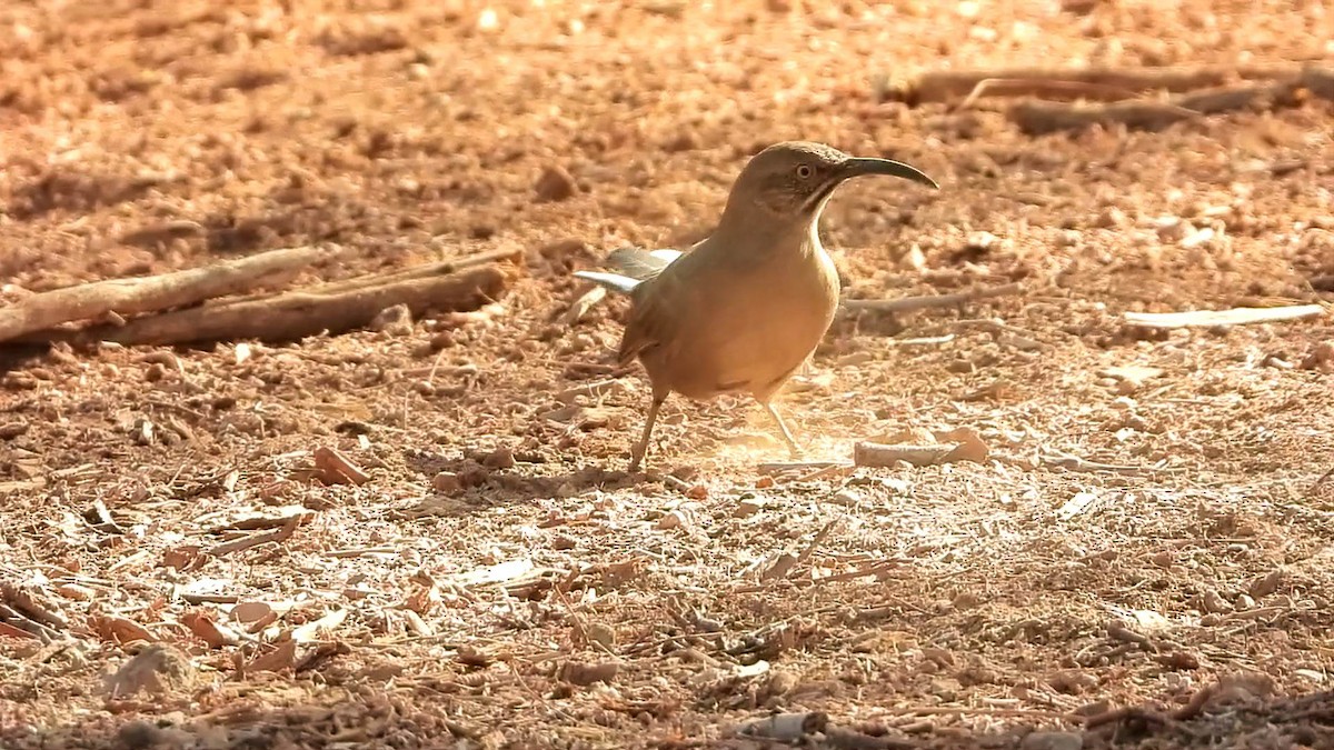 Crissal Thrasher - ML627592601