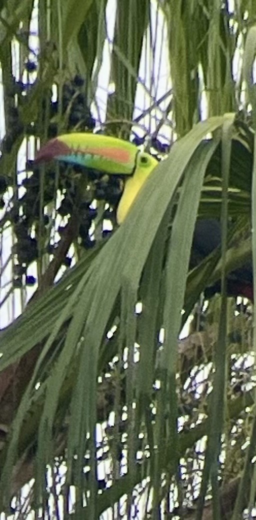 Toucan à carène - ML627592677