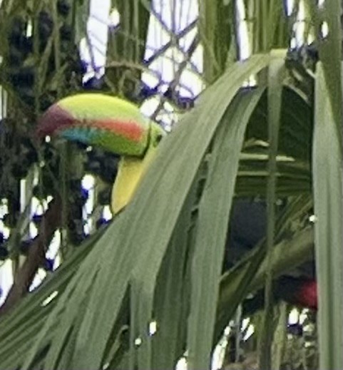 Toucan à carène - ML627592678