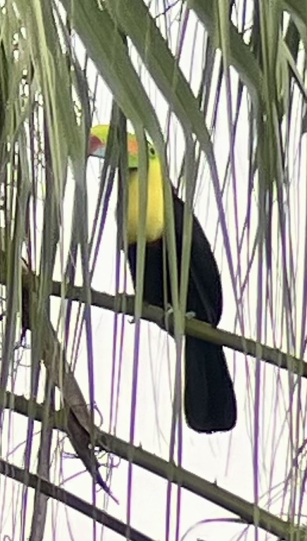 Toucan à carène - ML627592679