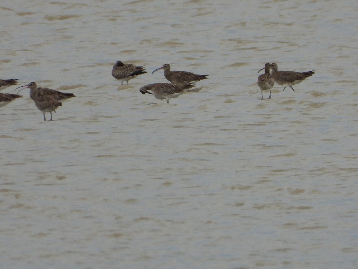 Whimbrel/Eurasian Curlew - ML627592726