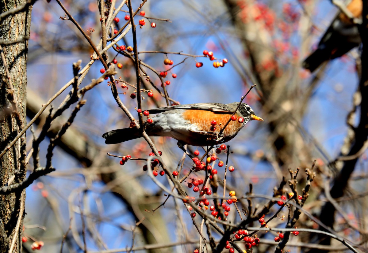 American Robin - ML627592753