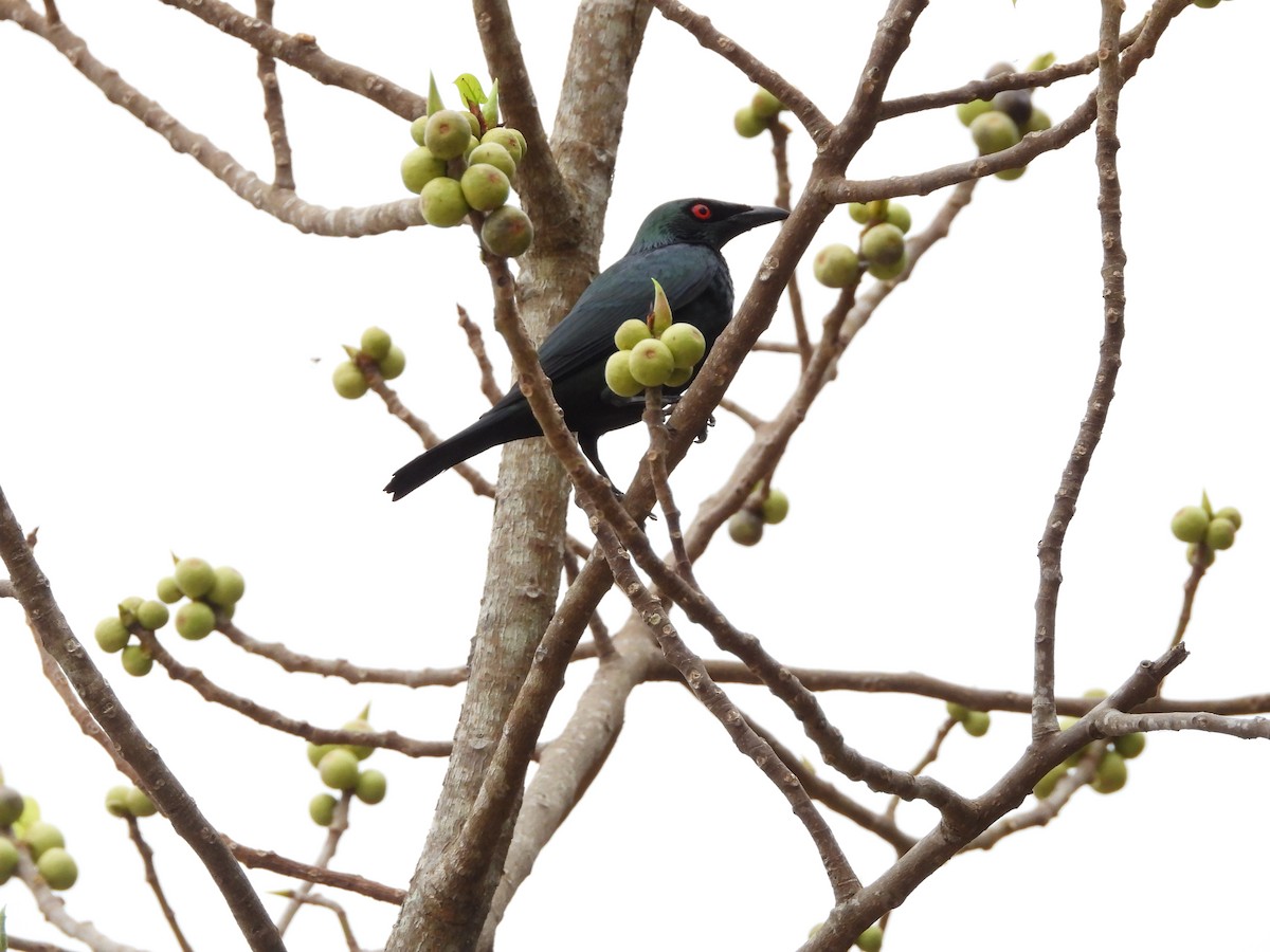 Asian Glossy Starling - ML627592789