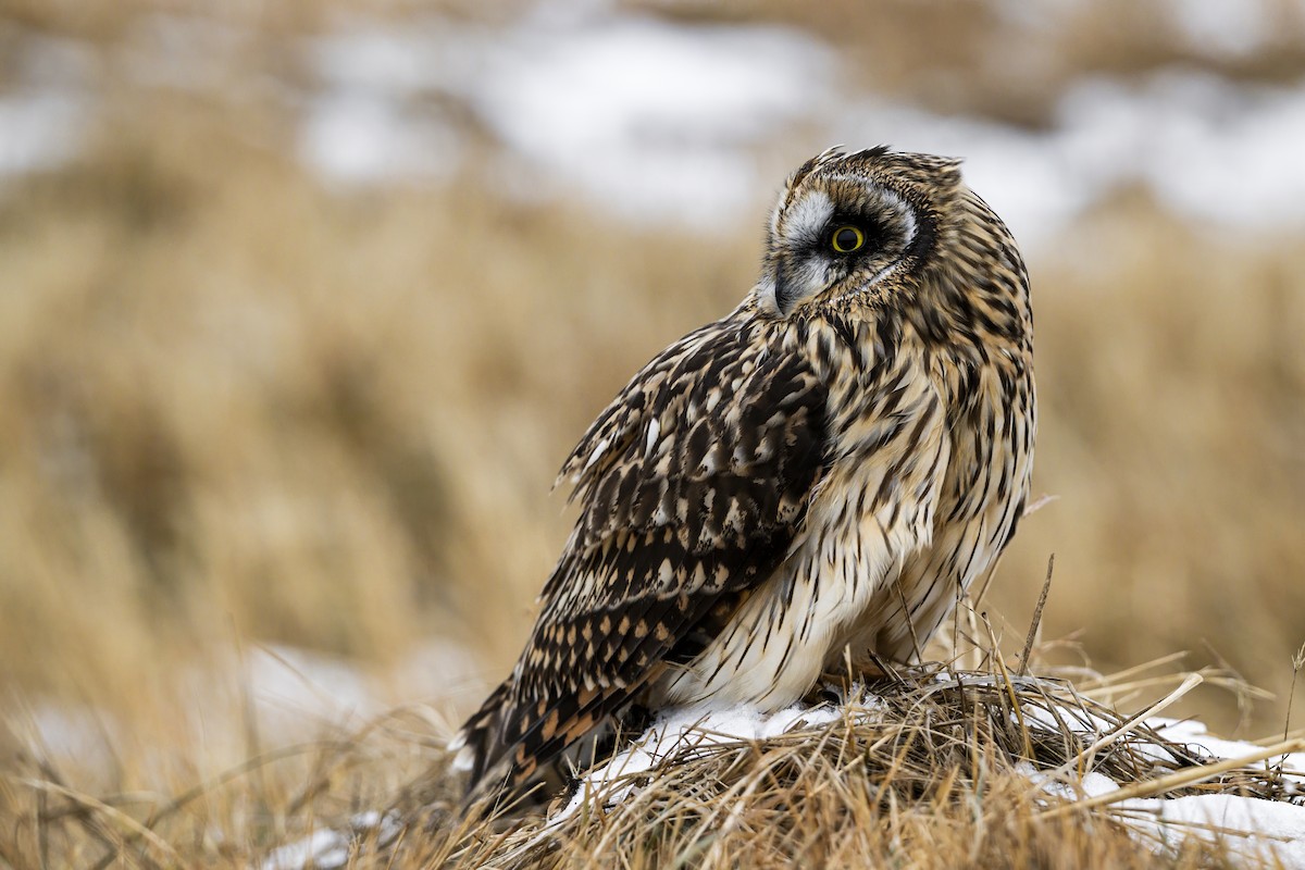 Short-eared Owl - ML627592835
