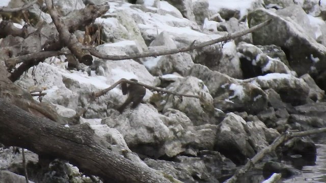 Moucherolle phébi - ML627592857