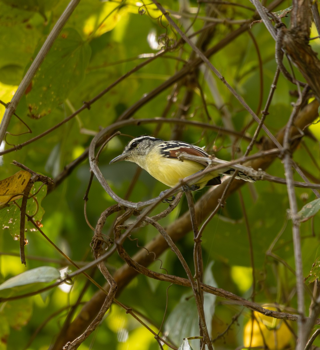 Rusty-winged Antwren - ML627592942