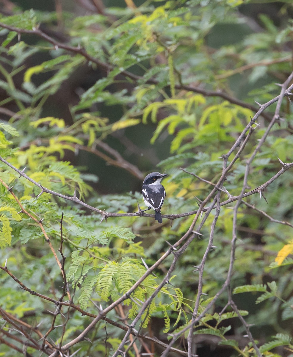 Pygmy Batis - ML627592972