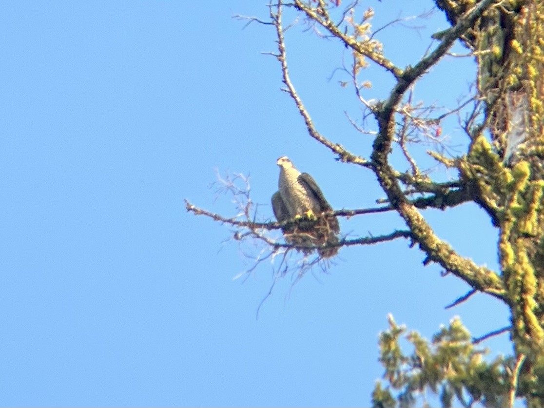 jestřáb nearktický - ML627593006