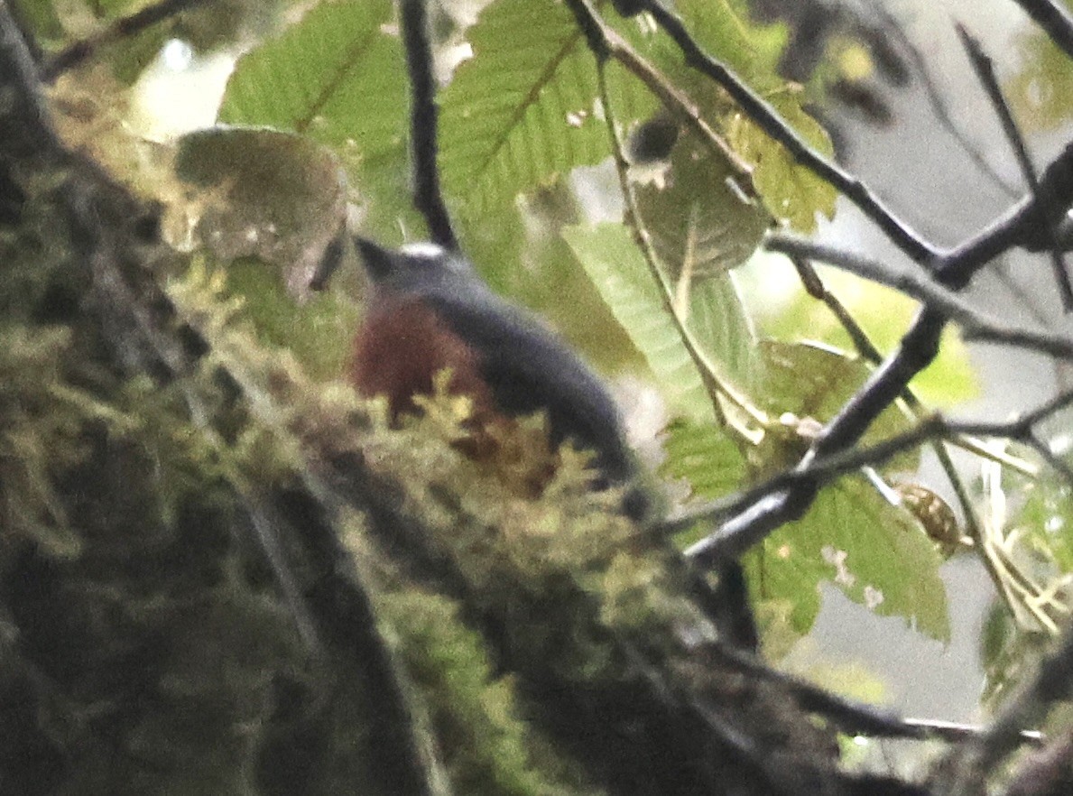 Chestnut-bellied Chat-Tyrant - ML627593189