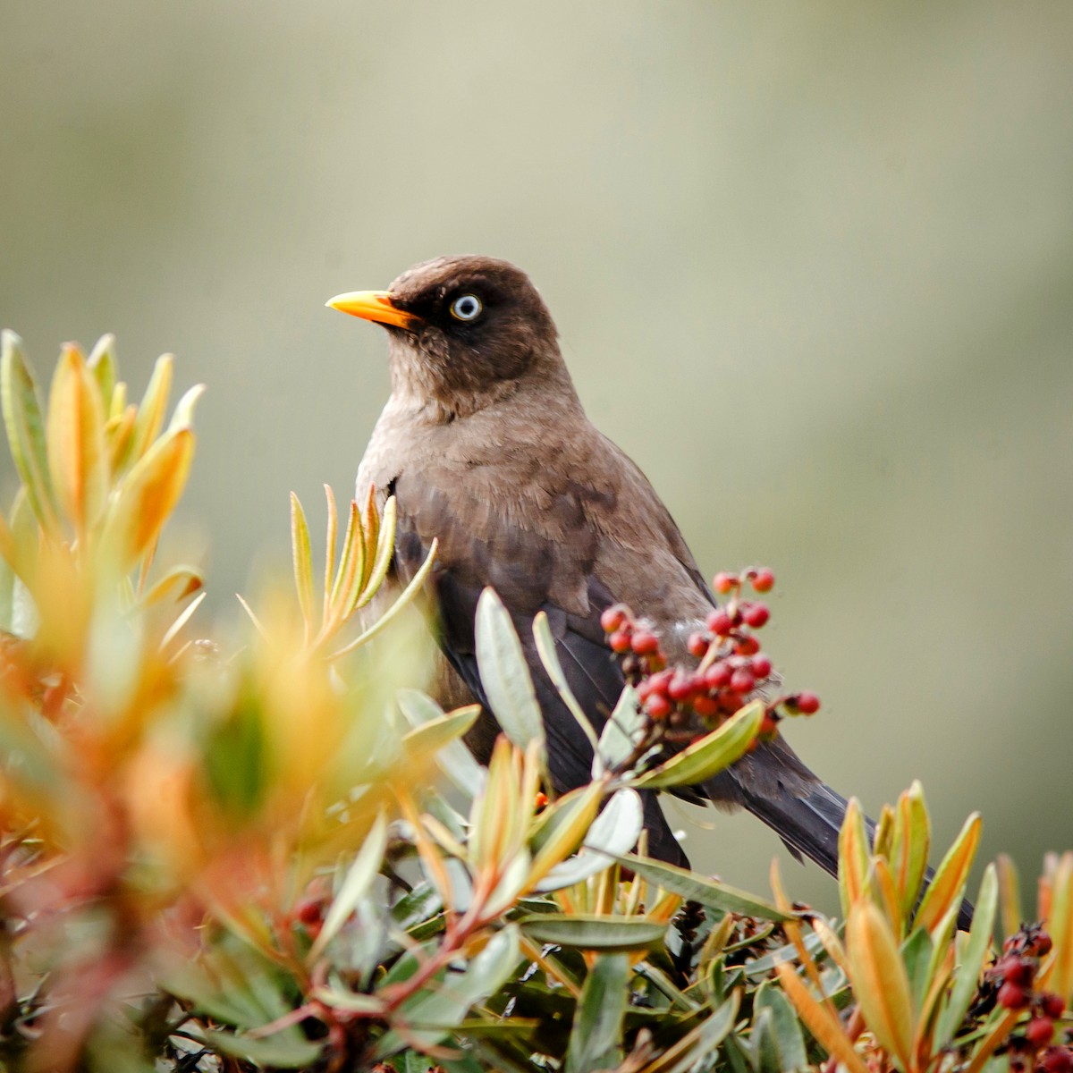 Sooty Thrush - ML627593233