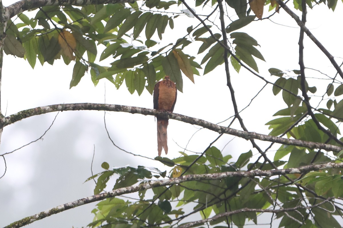 Sultan's Cuckoo-Dove - ML627593277