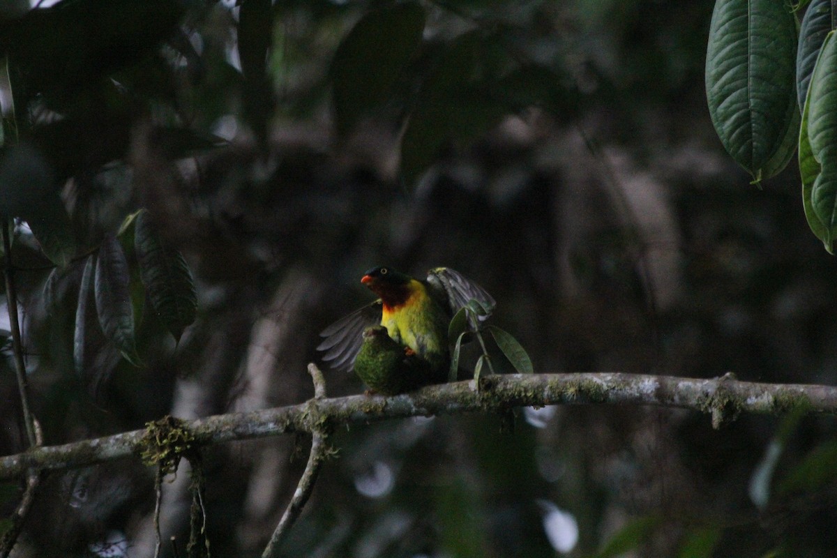 Scarlet-breasted Fruiteater - ML627593291