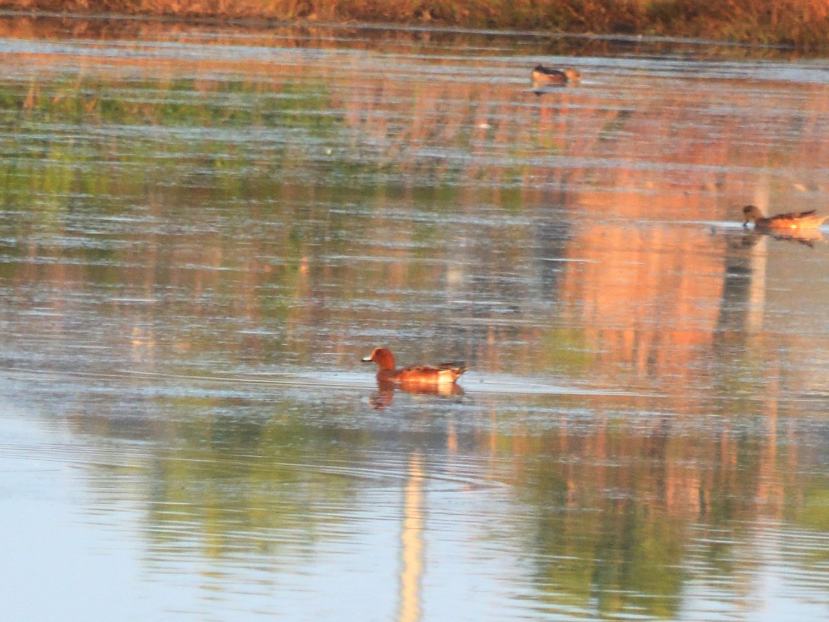 Eurasian Wigeon - ML627593298