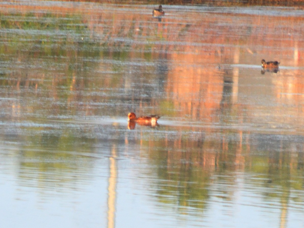 Eurasian Wigeon - ML627593299
