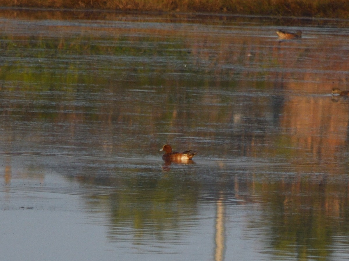 Eurasian Wigeon - ML627593300