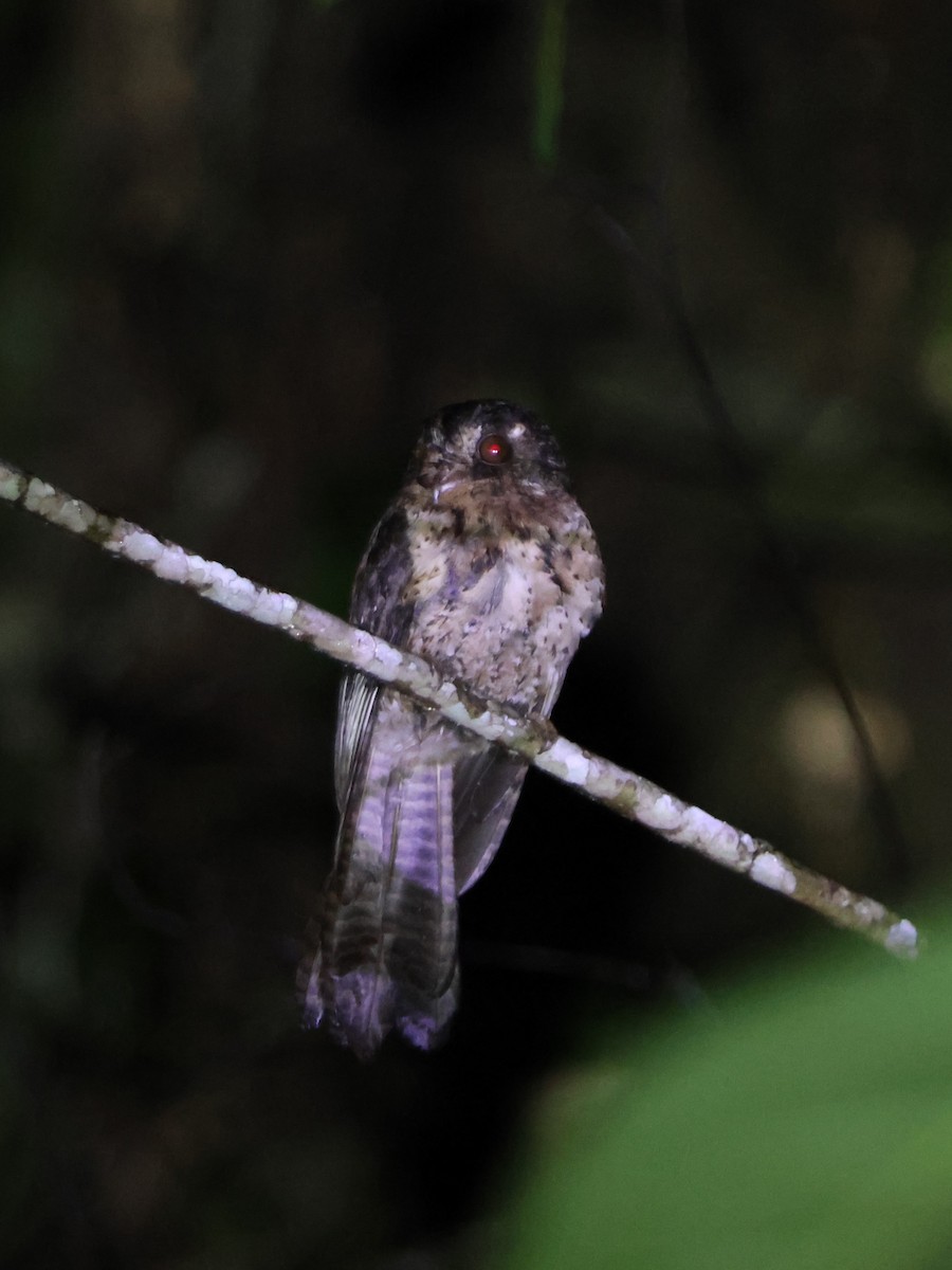 Moluccan Owlet-nightjar - ML627593688