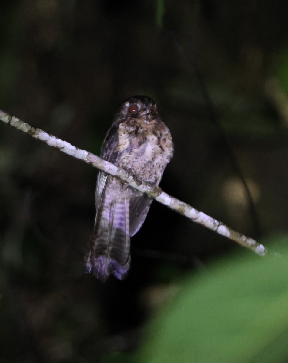 Moluccan Owlet-nightjar - ML627593689