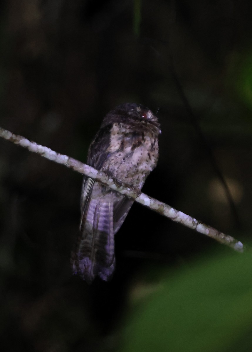 Moluccan Owlet-nightjar - ML627593690