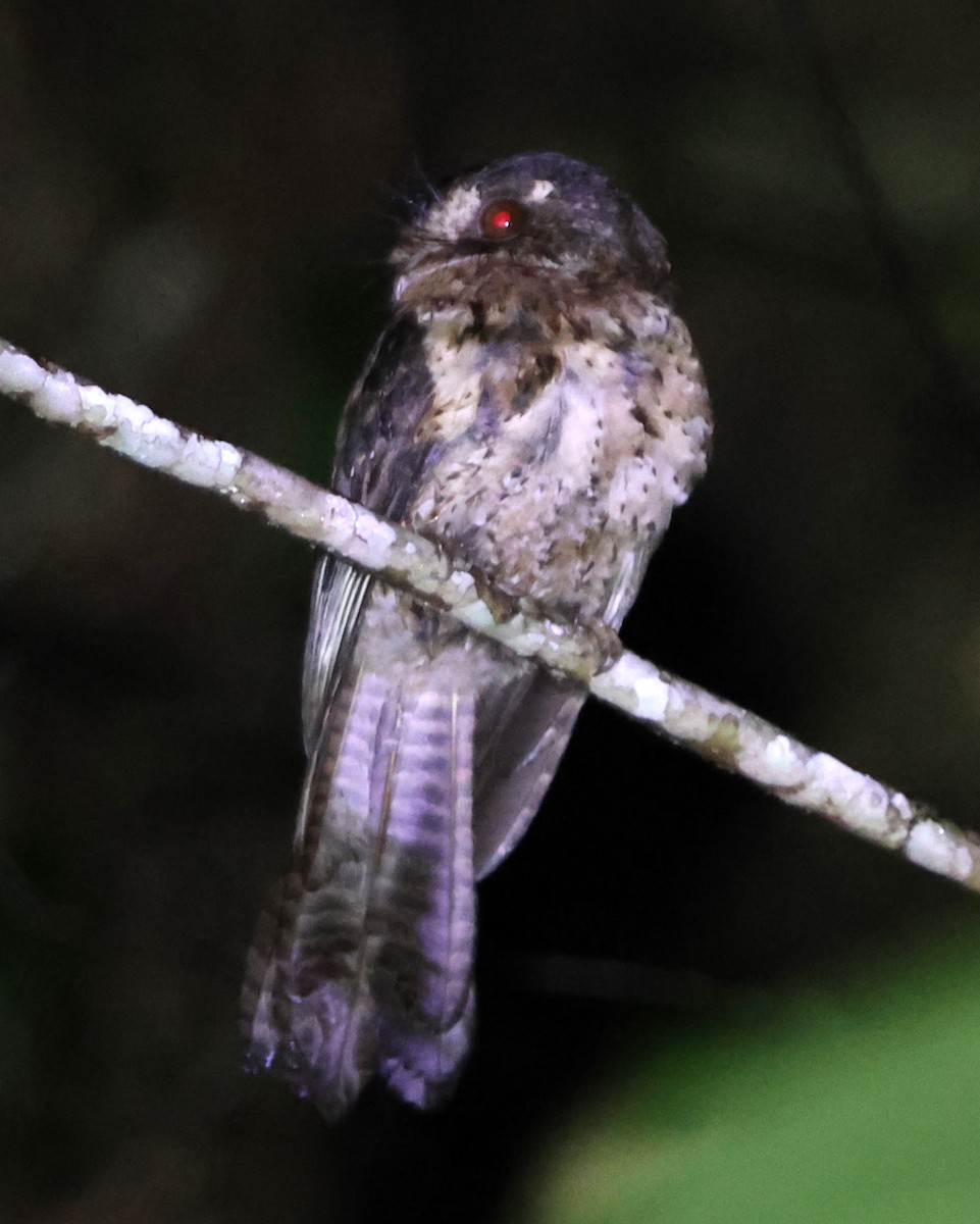 Moluccan Owlet-nightjar - ML627593691