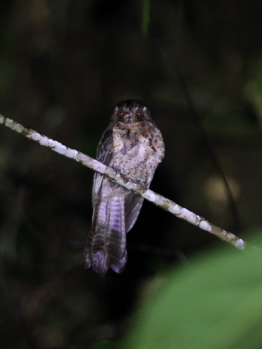 Moluccan Owlet-nightjar - ML627593692