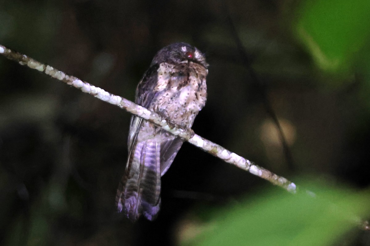 Moluccan Owlet-nightjar - ML627593693