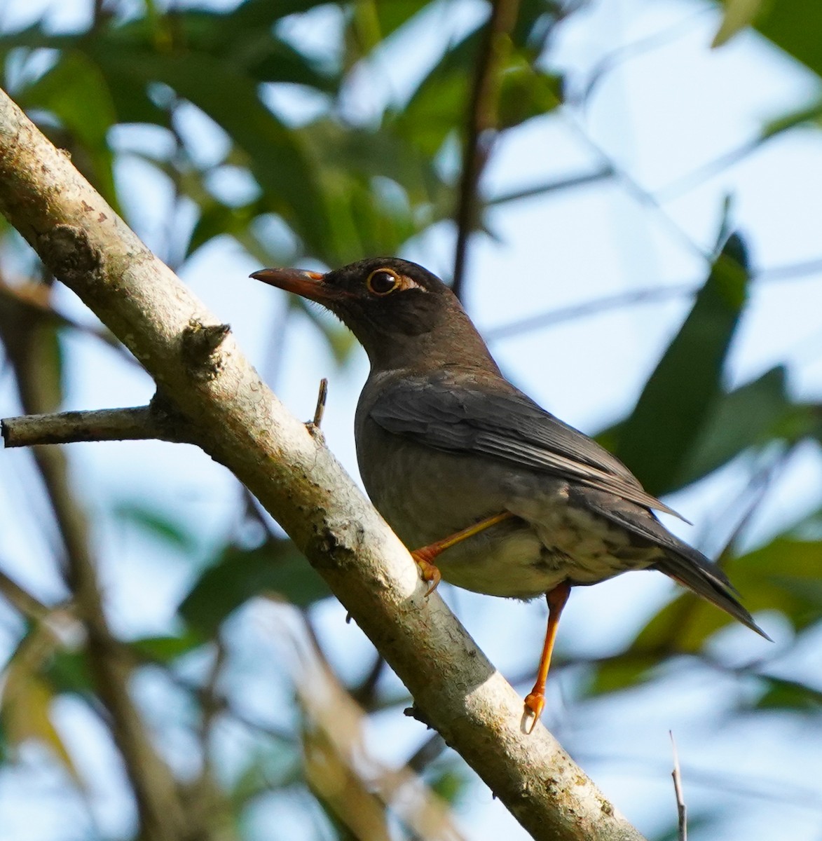 Indian Blackbird - ML627593722