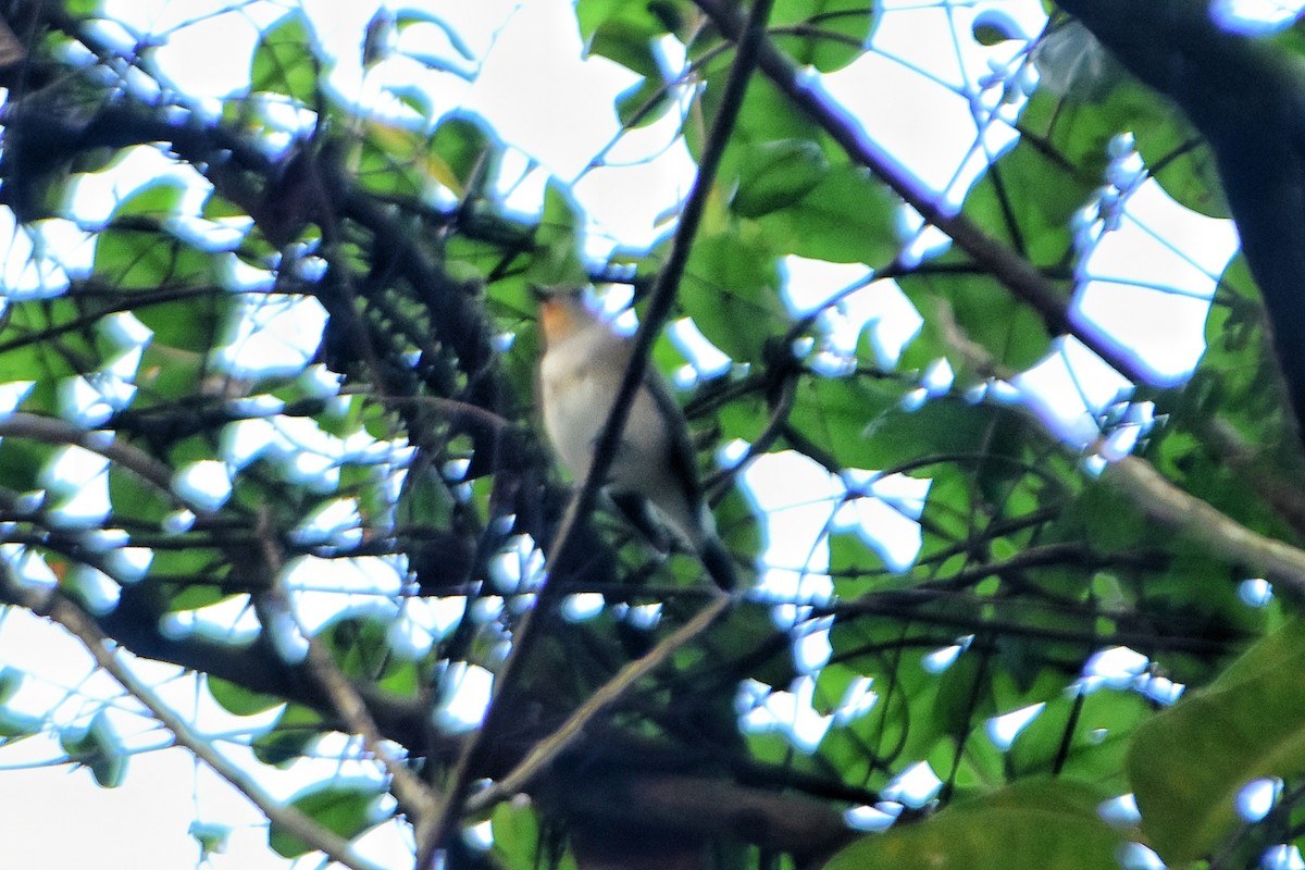Taiga Flycatcher - ML627593744