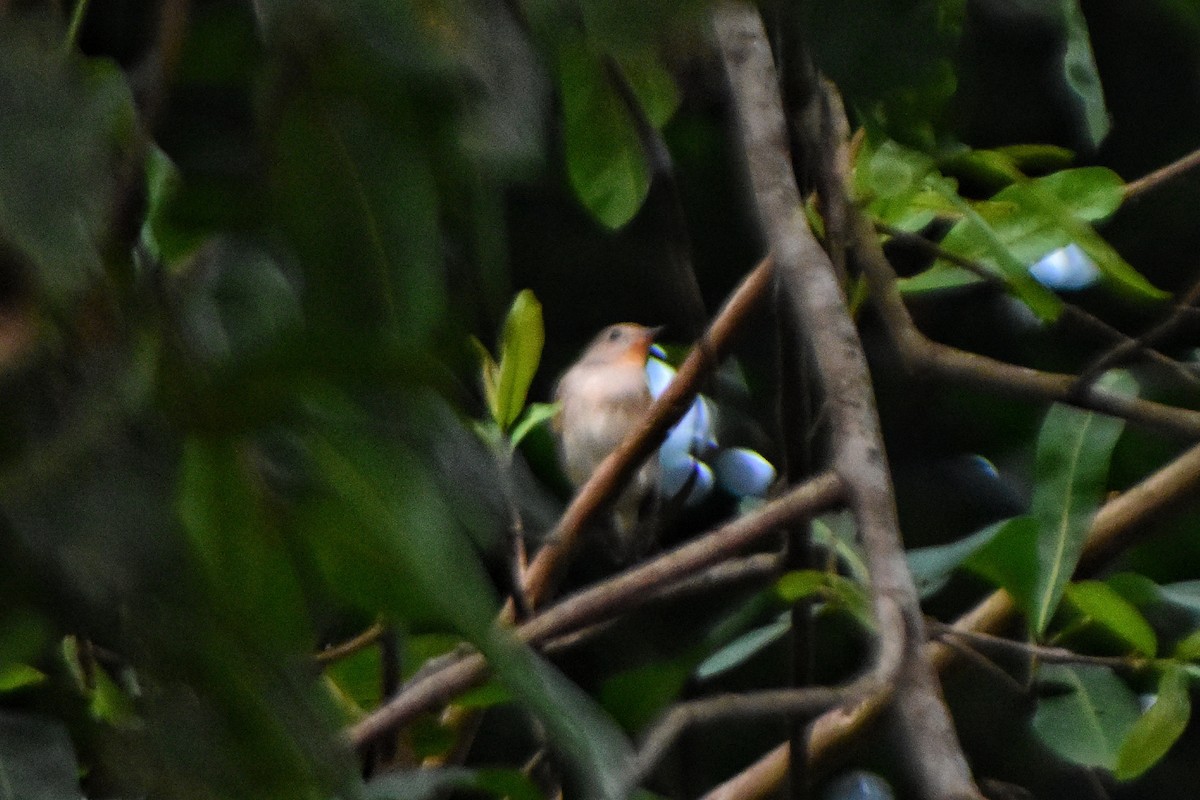 Taiga Flycatcher - ML627593745