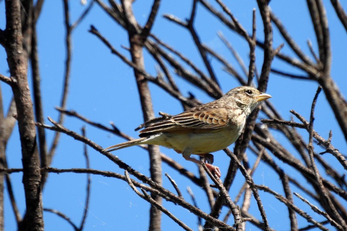 Singing Bushlark - ML627593808