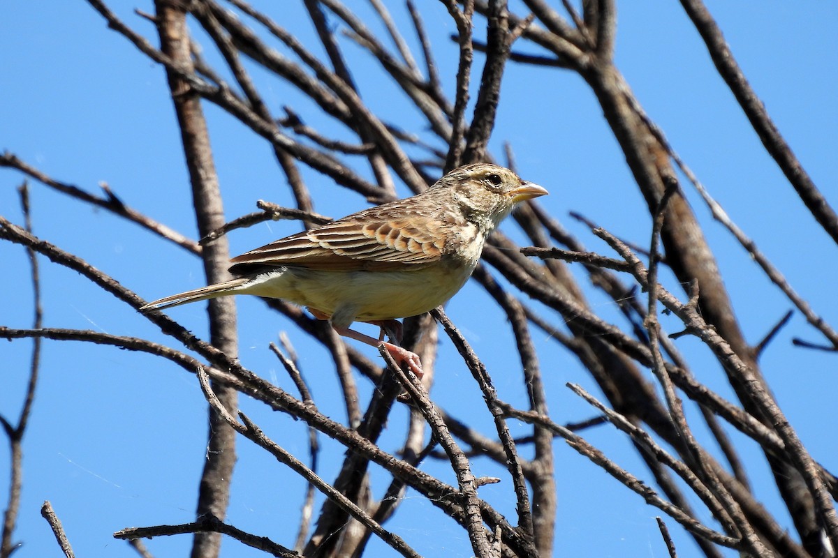 Singing Bushlark - ML627593809