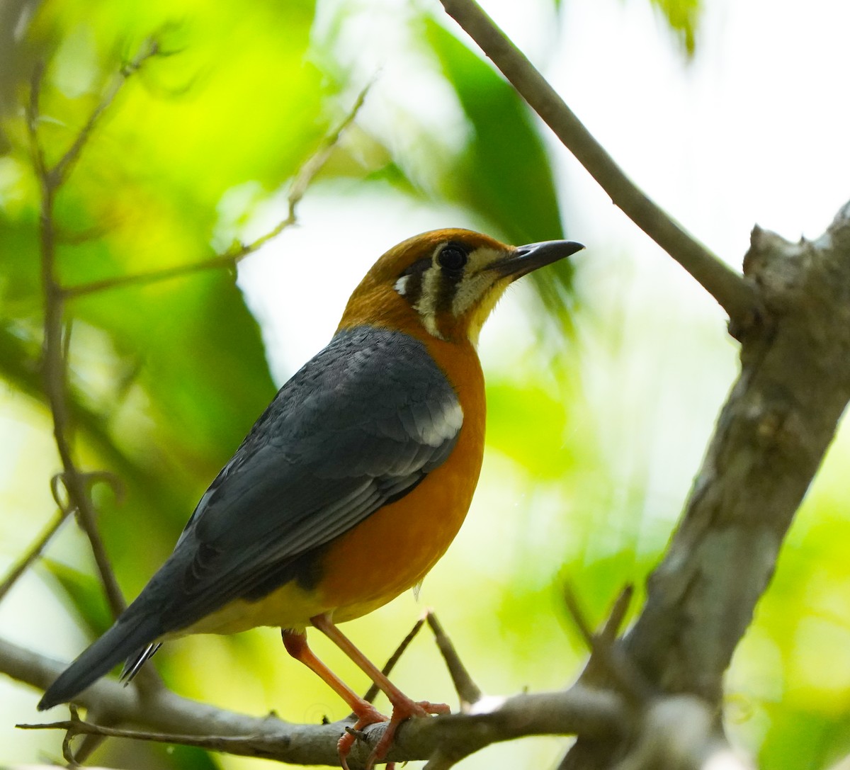 Orange-headed Thrush - ML627593820